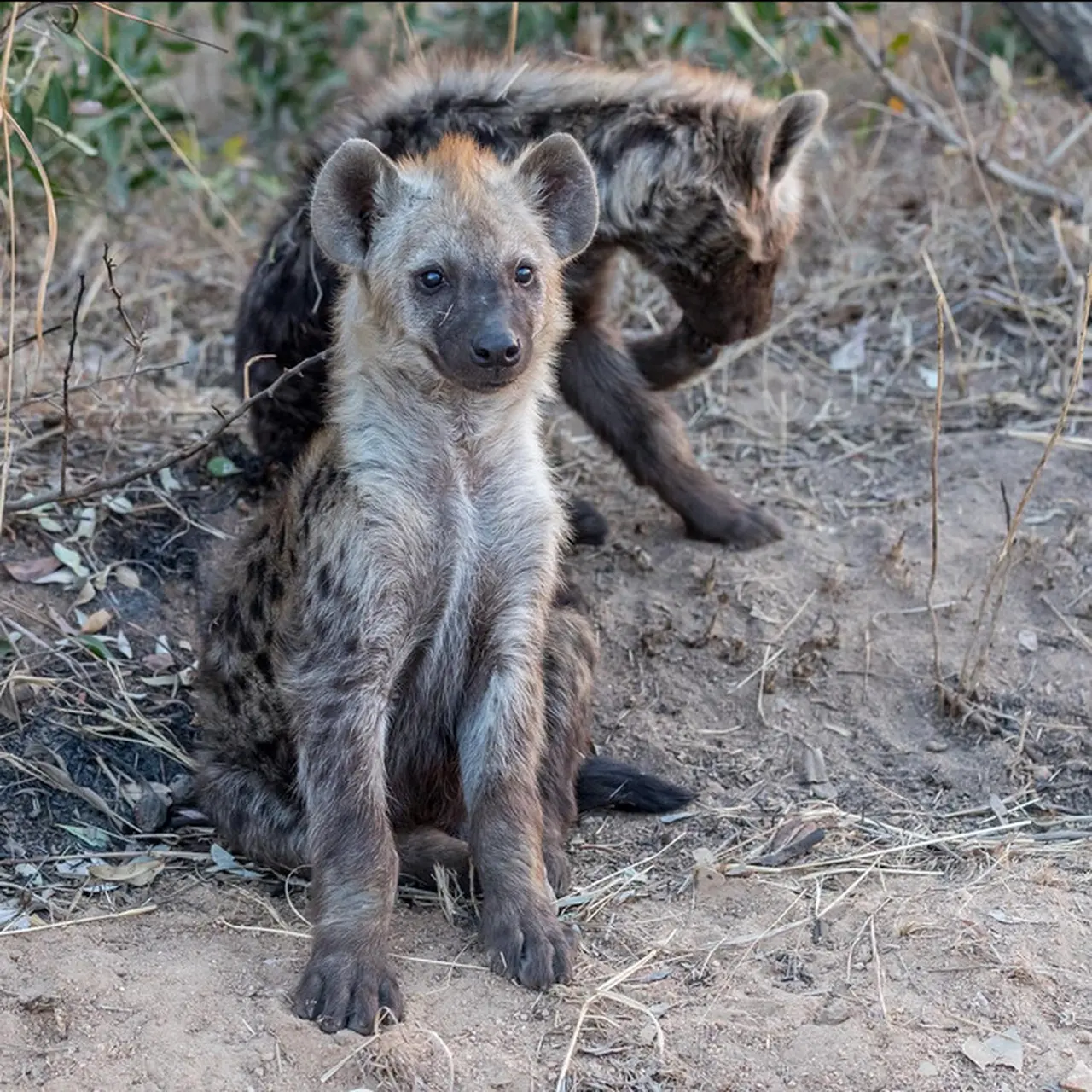 Rahasia Survival Hyena Taktik Mematikan Pertahanan Diri Wilayahnya