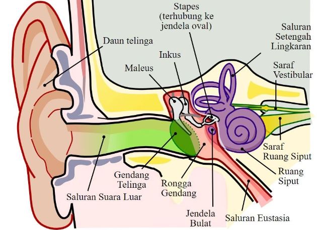 Rahasia Telinga Bagaimana Anda Mendengar?