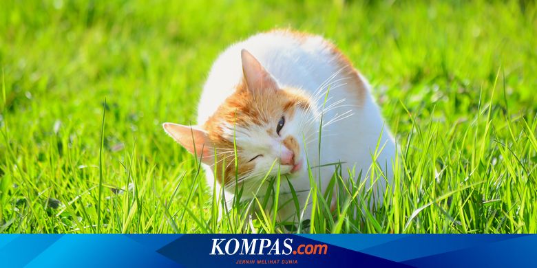 Rahasia Perkembangbiakan Kucing Kejutan di Balik Bulu Halus Mereka!