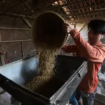 Bulog Surplus Beras Serapan Gabah Petani Tembus Dua Juta Ton