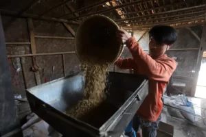 Bulog Surplus Beras Serapan Gabah Petani Tembus Dua Juta Ton