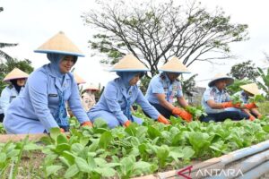 Lanud Husein Sastranegara Sukses Produksi Sayur Berkualitas Tinggi untuk MBG
