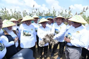 Panen Sorgum Blora Indonesia Menuju Lumbung Pangan Dunia