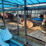 Pasokan Sapi Bali Menipis Pedagang Kurban Ciracas Khawatir Jelang Idul Adha