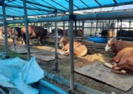 Pasokan Sapi Bali Menipis Pedagang Kurban Ciracas Khawatir Jelang Idul Adha