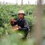 Petani Sukses Rahasia Panen Melimpah Lewat Benih Unggul dan Teknologi