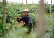Petani Sukses Rahasia Panen Melimpah Lewat Benih Unggul dan Teknologi