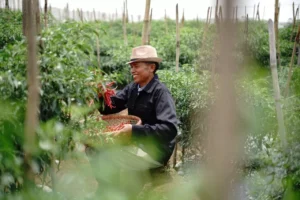Petani Sukses Rahasia Panen Melimpah Lewat Benih Unggul dan Teknologi