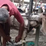 Rahasia Pedagang Kambing Mandikan Dulu Agar Harga Meroket