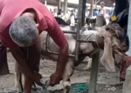 Rahasia Pedagang Kambing Mandikan Dulu Agar Harga Meroket