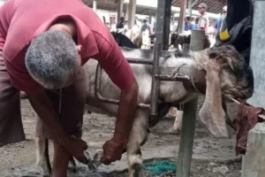 Rahasia Pedagang Kambing Mandikan Dulu Agar Harga Meroket
