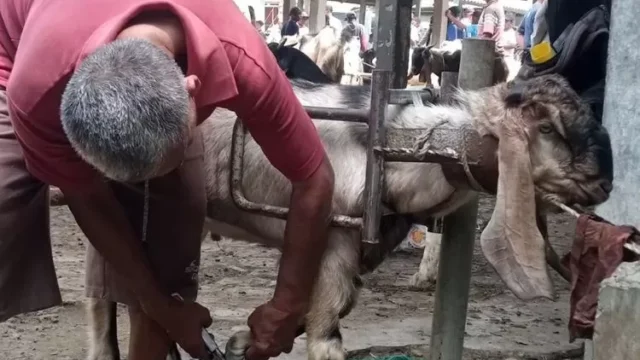 Rahasia Pedagang Kambing: Mandikan Dulu Agar Harga Meroket 1 Rahasia Pedagang Kambing Mandikan Dulu Agar Harga Meroket