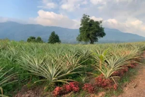 Sumsel Kabupaten Terluasnya Setengah Jawa Barat Bumi Nanas Membentang Luas