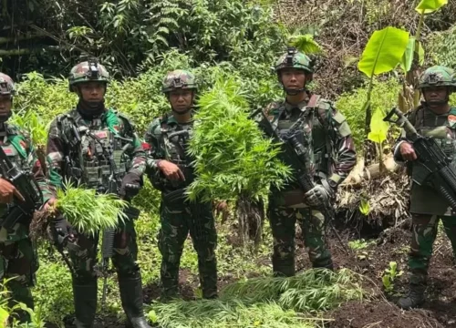 Ganja Ilegal di Pegunungan Bintang: Satgas Bongkar “Surga Tersembunyi,” 297 Batang Musnah