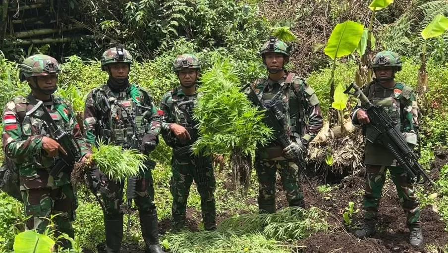 Ganja Ilegal di Pegunungan Bintang Satgas Bongkar Surga Tersembunyi 297 Batang Musnah