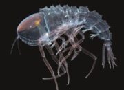 Menguak Misteri Palung Terdalam: Kehidupan Menakjubkan di Samudra Gelap