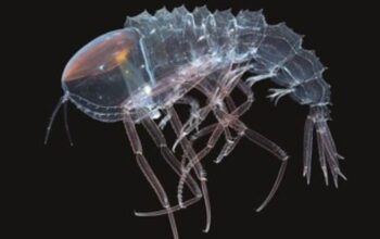 Menguak Misteri Palung Terdalam: Kehidupan Menakjubkan di Samudra Gelap