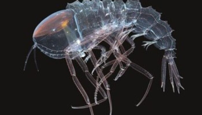 Menguak Misteri Palung Terdalam: Kehidupan Menakjubkan di Samudra Gelap