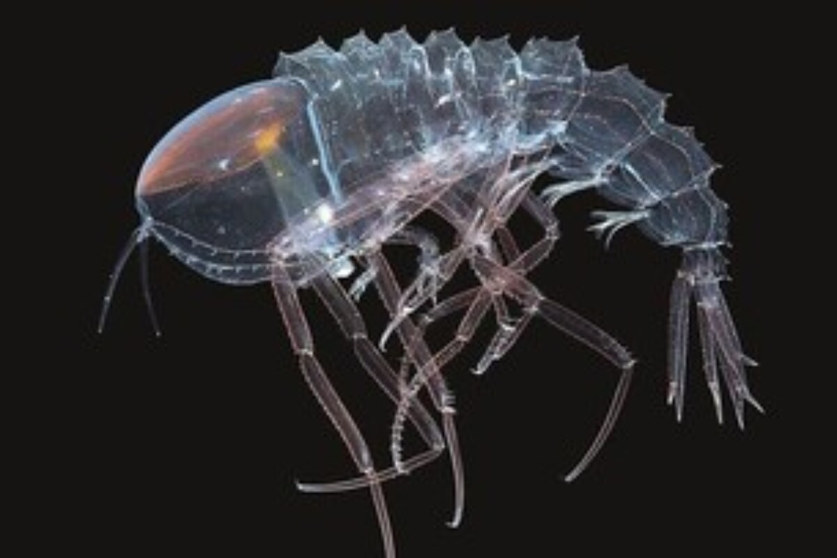 Image from inet.detik.com