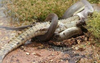 Image from inet.detik.com