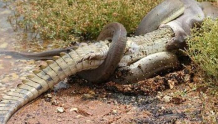 Kekuatan Alam Liar: Piton Raksasa Telan Buaya 2 Meter di Australia!