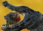 scraped 1774695903 1