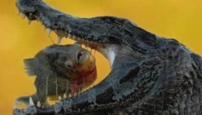 Sulit Dipercaya! Mengungkap Rahasia di Balik Foto-foto dengan Timing Paling Gila!