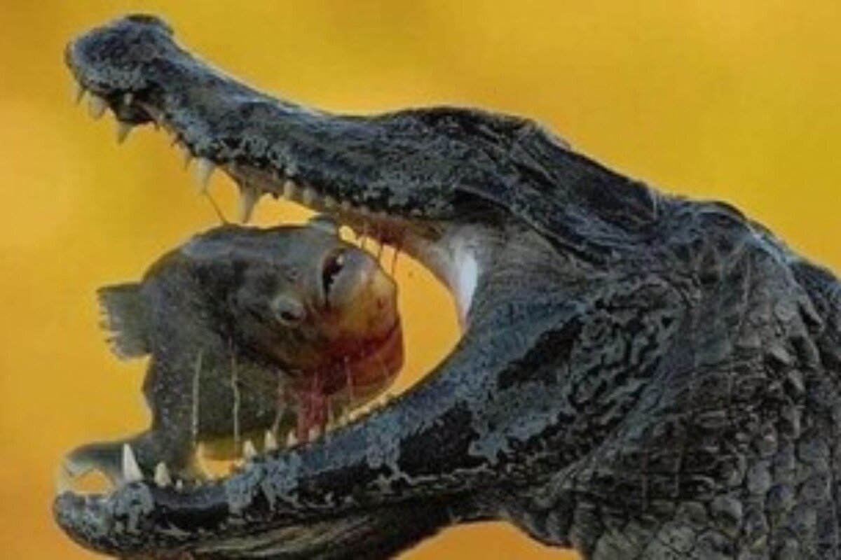 scraped 1774695903 1