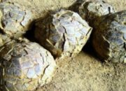 scraped 1774832585 1