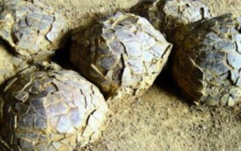 Terkuak! Rahasia 70 Juta Tahun: Ratusan Telur Dinosaurus Mengubah Sejarah!