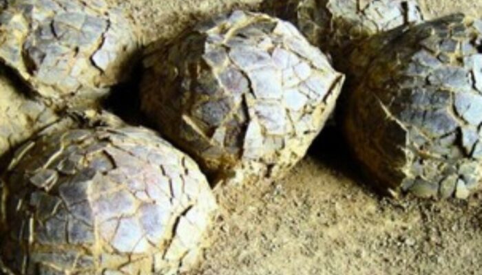 Terkuak! Rahasia 70 Juta Tahun: Ratusan Telur Dinosaurus Mengubah Sejarah!