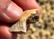 GILA! Fosil Kera 18 Juta Tahun Ini Guncang Teori Asal Manusia, Benarkah Kita Salah?