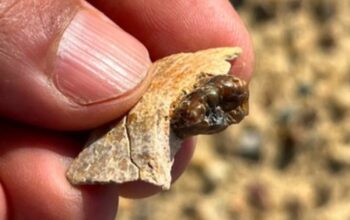 GILA! Fosil Kera 18 Juta Tahun Ini Guncang Teori Asal Manusia, Benarkah Kita Salah?