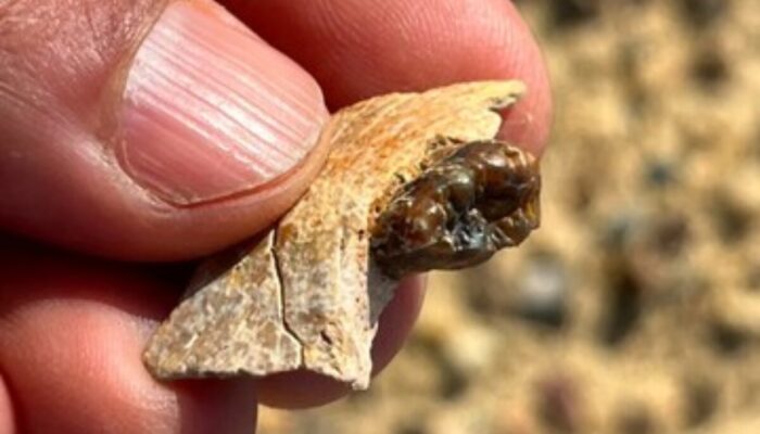 GILA! Fosil Kera 18 Juta Tahun Ini Guncang Teori Asal Manusia, Benarkah Kita Salah?