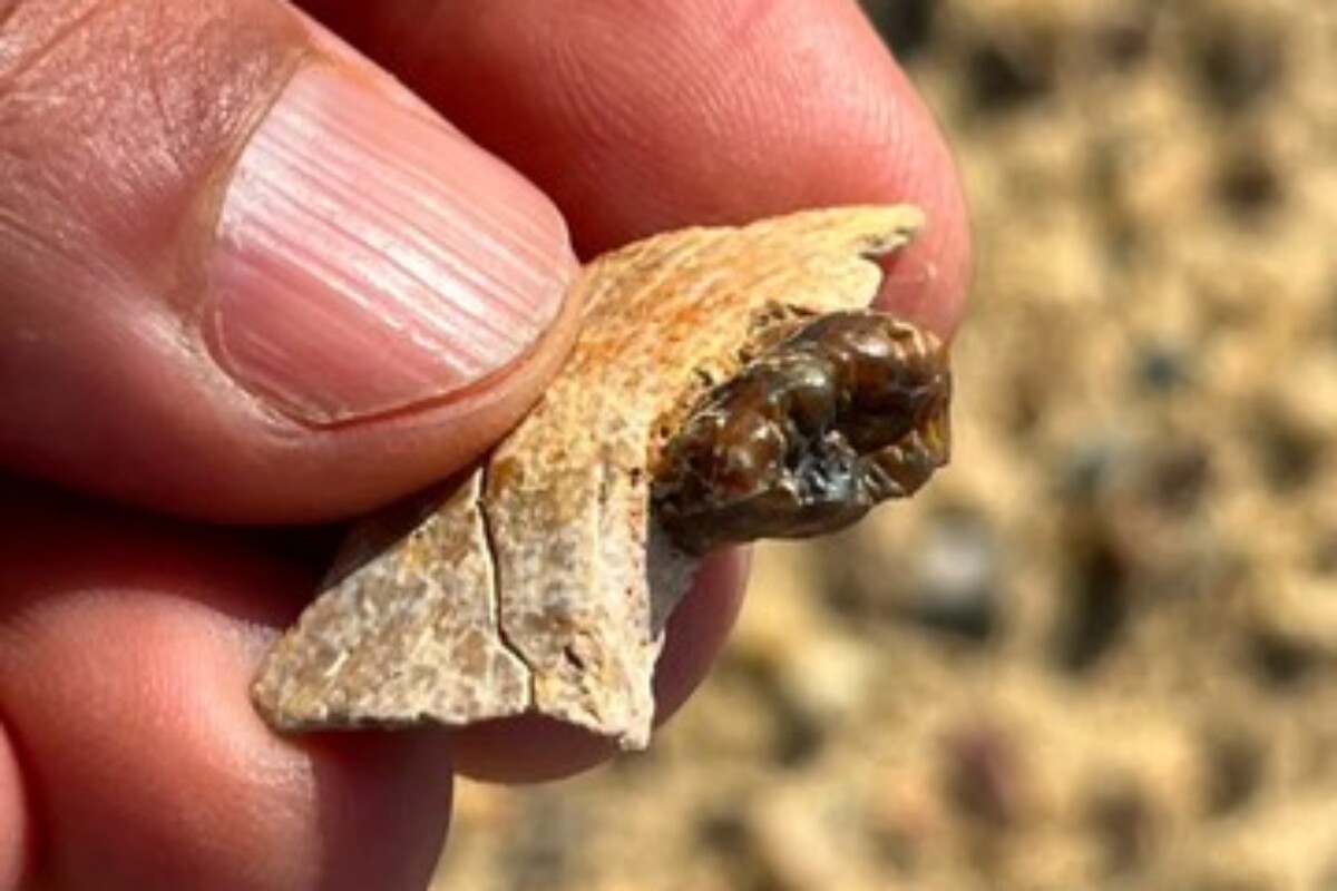 scraped 1774879383 1