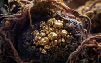 TERUNGKAP! Jamur ‘Pemakan Emas’ Bisa Jadi Kunci Tambang Antariksa, Revolusi Industri Dimulai!