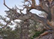 Kisah Tragis Prometheus: Pohon Tertua Dunia yang Dikorbankan demi Ilmu Pengetahuan!