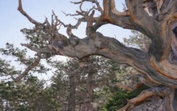 Kisah Tragis Prometheus: Pohon Tertua Dunia yang Dikorbankan demi Ilmu Pengetahuan!