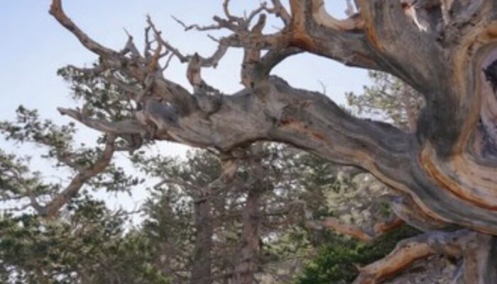 Kisah Tragis Prometheus: Pohon Tertua Dunia yang Dikorbankan demi Ilmu Pengetahuan!