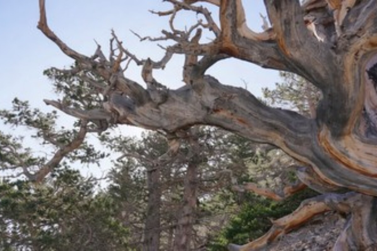 scraped 1776386073 1