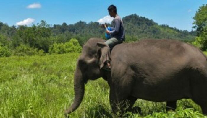 Gajah Beragama dan Sembah Bulan? Jangan Tertipu! Intip Dunia Menakjubkan Mereka!