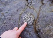 scraped 1776728082 1