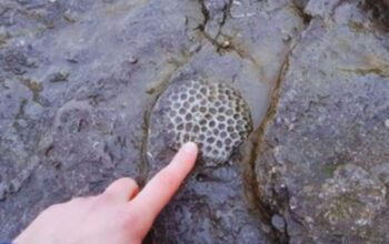 scraped 1776728082 1