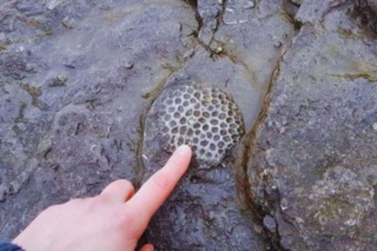 scraped 1776728082 1