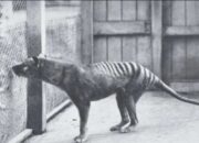 scraped 1776814449 1