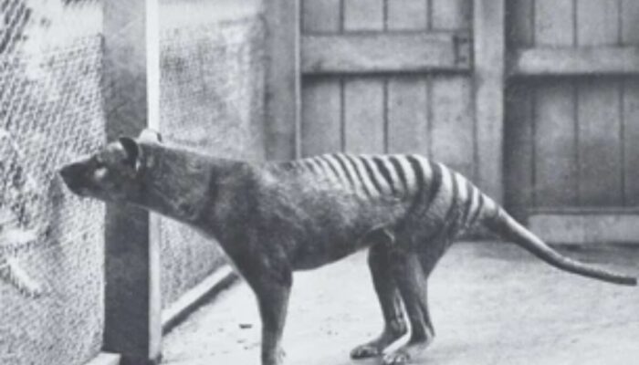 Thylacine: Predator Berkantong Paling Aneh di Dunia, Benarkah Sudah Punah?
