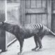 Thylacine: Predator Berkantong Paling Aneh di Dunia, Benarkah Sudah Punah?