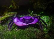 scraped 1776958507 1