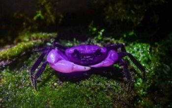 scraped 1776958507 1