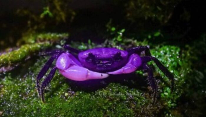 Terungkap! 10 Hewan Paling Berwarna di Bumi, Bikin Mata Melongo Tak Percaya!